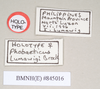 CollectionObject 1561152; NHMUK(SF IMPORT DUPLICATE) 845016, 7716f7f0-1238-415d-af8e-18140b060071: copyright Natural History Museum, London. female, data labels (holotype). (CollectionObject).