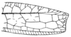 Temnophyllus sjostedti Karny, 1924: Fig. 49. female left tegmen, distal portion (total length 67-70 mm). (Otu).