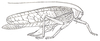 Opisthodicrus cochlearistylus Karsch, 1891: Pl. II, Fig. 4. female (tegmina 64 mm, ovipositor 22 mm). (Otu).