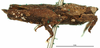 CollectionObject 1567155; f4ff6ecd-37b0-4a55-aedd-023812ad3c99: female, lateral view (holotype). (CollectionObject).