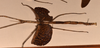 CollectionObject 1557408; 740e7e02-4a02-45f8-9962-45933d7ce492: copyright OUMNH. female, lateral view (holotype). (CollectionObject).