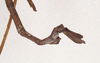 CollectionObject 1556983; ed1e0dcb-254d-459d-bdc7-06f0b740a8c7: copyright SAM, Adelaide. male: end of abdomen, lateral view of synonym Acrophylla paula (holotype). (CollectionObject).