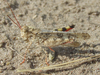 Spharagemon collare (Scudder, 1872): male (2 miles SSW of Lisco, Nebraska, 24 July 2020). (Otu).