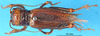 female, dorsal view (lectotype). Depicts CollectionObject 1500779; 072222e7-d717-414e-b02d-bb71527b4068, a CollectionObject.