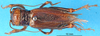 CollectionObject 1500779; 072222e7-d717-414e-b02d-bb71527b4068: female, dorsal view (lectotype). (CollectionObject).
