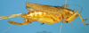 CollectionObject 1567528; 524900d0-55bb-4f01-9caf-a937c36cda13: female, lateral view (allotype). (CollectionObject).