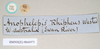 CollectionObject 1556952; NHMUK(SF IMPORT DUPLICATE) 844974-844975, a895fb1e-3f78-4fd2-b3a3-929a25a06fb2: copyright Natural History Museum, London. female, data labels [round label reversed] of Anophelepis rhipheus (syntype). (CollectionObject).
