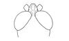 Ociotettix lubricus Amédégnato & Descamps, 1979: Fig. 140. male, head, dorsal view. (Otu).