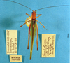 CollectionObject 1520513; 0fa93477-43d8-409b-b7da-ec32cab7ad7d: female, dorsal view (paratype). (CollectionObject).