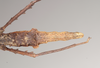 CollectionObject 1559857; NHMUK(SF IMPORT DUPLICATE) 844921, 2b92cc82-ad6b-46c2-a19d-27526138c52f: copyright Natural History Museum, London. female: end of abdomen, dorsal view of Pachymorpha hystriculea (holotype). (CollectionObject).