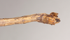 CollectionObject 1590160; f26e54d3-06f5-4eac-91a1-e629f092c270: copyright Natural History Museum, London. male: end of abdomen, dorsal view (syntype). (CollectionObject).