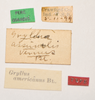 labels (lectotype). Depicts CollectionObject 1476490; e17f28bc-d5e0-4cfd-9b0b-f998de432867, a CollectionObject.