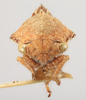 Head: !! display not done !! on Telamonanthe brevis (Ball, 1903): (Observation).