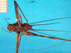 CollectionObject 1502445; ae67c707-787b-4d85-b8cf-c44899ad23c7: male, dorsal view (lectotype). (CollectionObject).
