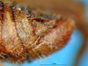 CollectionObject 1521412; f7a67c23-b6c7-4ea1-adce-065cab7589c6: male cercus (holotype). (CollectionObject).