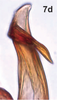 Aedeagus, lateral view on Bretega ensiverpa Stiller, 2017: Aedeagus, lateral view. (Observation).