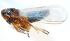 Habitus, lateral view: !! display not done !! on Pissonotus binotatus Spooner, 1912: (Observation).