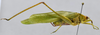 male, lateral view. Depicts CollectionObject 1593136; 4cdae5cf-9663-4664-a62f-de55a7468428, a CollectionObject.