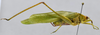 CollectionObject 1593136; 4cdae5cf-9663-4664-a62f-de55a7468428: male, lateral view. (CollectionObject).