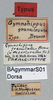 CollectionObject 1588103; 7b1b7eab-1a48-4b0c-b611-5a19ff210517, DORSA BAgymmarS01: female, labels (paralectotype of Gymnohippus granulosus). (CollectionObject).