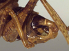 CollectionObject 1502496; d3e0a81f-8bf8-4cc1-be6c-3604ba0322ab: male cerci (syntype). (CollectionObject).