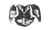 Neopedies noroestensis Ronderos, 1991: Fig. E. male cerci, caudal view. (Otu).