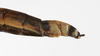 CollectionObject 1558271; 4f70f95b-a737-44d6-929d-e72e960c6a90: copyright ZMUH, Hamburg. female: end of abdomen, lateral view (lectotype). (CollectionObject).