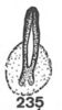 Aedeagus, ventral view on Anisostylus stylatus Caldwell, 1949: (Observation).