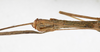 CollectionObject 1560979; NMW 225, c4456121-0477-475e-b2ba-d2612656ced1: copyright NMW, Vienna. male: head, dorsal view (holotype). (CollectionObject).