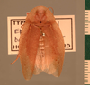 Haanina macassariensis (Haan, 1842): Copyright UMO, Oxford. Type of synonym Epilampra basifera, dorsal view. (Otu).