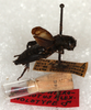 CollectionObject 1499332; a3877165-acbb-4df6-a584-0c33b0c6f1bf: male with labels and genitalia vial (holotype of Gryllus nigrohirsutus). (CollectionObject).