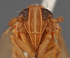 Head on Delphacodes platystylus Muir, 1930: (Observation).