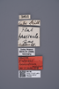 Other on Atracodes fasciculosus (Melichar, 1902): (Observation).