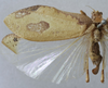CollectionObject 1539800; 5ddb1771-fca9-40a7-84c2-d065d60ed469: female, dorsal view (holotype of variety morata). (CollectionObject).