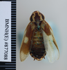 CollectionObject 1573274; 5763f118-c844-420d-afdf-a6def99d6f4a: Copyright NHM, London. Female: dorsal view, non-type. (CollectionObject).
