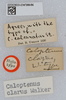 CollectionObject 1520101; 695931d8-774b-43e0-9f60-1e072bd372a9: labels (holotype). (CollectionObject).