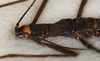 CollectionObject 1561009; a78af9b4-2257-4af5-936f-b37ef7e0fa50: Copyright USNM, Washington. male: head and thorax, lateral view (holotype). (CollectionObject).