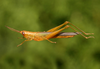 Stenacris xanthochlora (Marschall, 1836): female. (Otu).