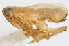 Habitus, lateral view on Delphacodes lappae Beamer, 1947: (Observation).