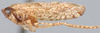 Habitus, lateral view: !! display not done !! on Frequenamia DeLong, 1947: Frequenamia lacerdae, lateral habitus (NMNH). (Observation).