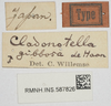 CollectionObject 1516348; cd361476-2604-4899-8ac7-bfb7fc2b6a82: male, labels (syntype). (CollectionObject).
