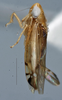 Head on Scaphoideina Oman, 1943 N. Gen. MG2 sp.2: (Observation).