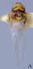 Habitus, dorsal view on Eupterella gladia DeLong & Ruppel, 1950: (Observation).
