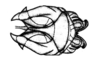 Intiacris nigroapiculatus Ronderos & Cigliano, 1989: Fig. 7. cingulum and endophallus, dorsal view. (Otu).
