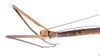 CollectionObject 1557628; 92111e04-b433-4eac-86a8-d1390c92f845: copyright ZMUH, Hamburg. female: head & thorax, lateral view (paralectotype). (CollectionObject).;CollectionObject 1557629; 7ac444f1-f503-4526-87e8-7f2a95f9261b: copyright ZMUH, Hamburg. female: head & thorax, lateral view (paralectotype). (CollectionObject).