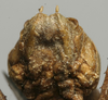 CollectionObject 1534976; fd2f53a9-d275-43dd-b680-4ee0d4295371: male subgenital plate (lectotype). (CollectionObject).