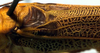 Tetraconcha banzyvilliana Griffini, 1909: stridulatory area (Cameroon, Yukadum). (Otu).