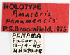 Other on Amastris panamensis Broomfield, 1976: (Observation).