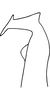 Stylus on Erythridula apta (Beamer, 1935): Stylus (holotype). (Observation).