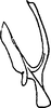 Aedeagus, lateral view on Pseudothaia Kuoh, 1982: Aedeagus (P. striata Kuoh), lateral view. (Observation).